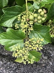 Ampelopsis glandulosa hancei