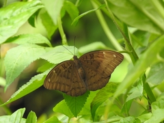Tanaecia