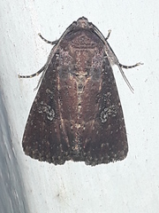Condica
