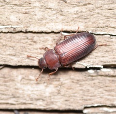 Tenebrioninae