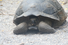 Chelonoidis niger