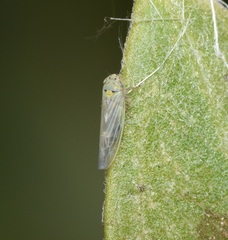 Macrosteles