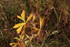Trollius europaeus