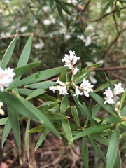 Leucopogon australis