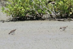 Calidris subminuta