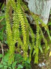 Phlegmariurus