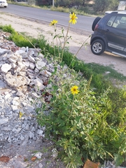 Tithonia tubaeformis