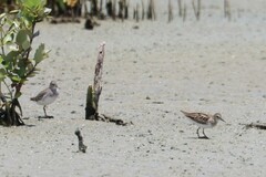 Calidris subminuta