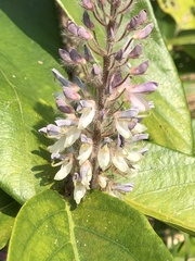 Uraria crinita