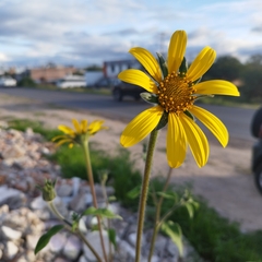 Tithonia tubaeformis
