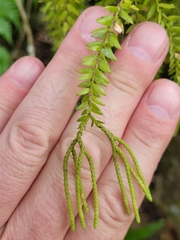 Phlegmariurus
