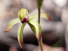 Caladenia testacea