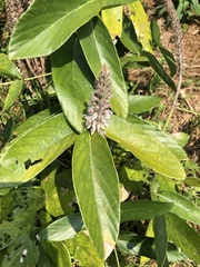 Uraria crinita
