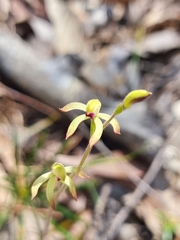 Caladenia testacea