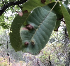 Aceria erinea