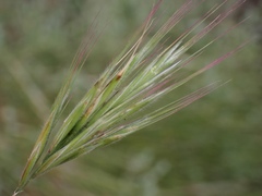 Bromus madritensis