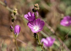 Sidalcea sparsifolia