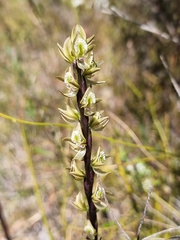 Prasophyllum elatum