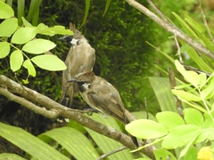 Pycnonotus leucogenys