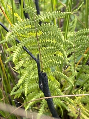 Thelypteris palustris