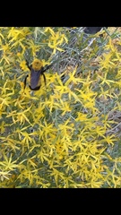 Bombus morrisoni