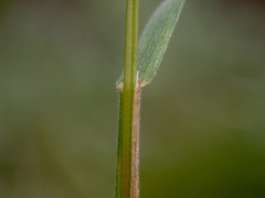 Bromus madritensis
