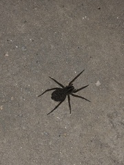 Tigrosa helluo