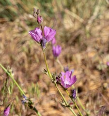 Sidalcea sparsifolia