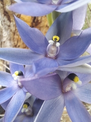 Thelymitra macrophylla