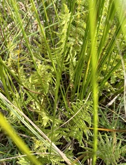 Thelypteris palustris