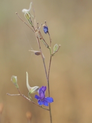 Delphinium consolida paniculatum