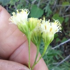 Hymenothrix loomisii