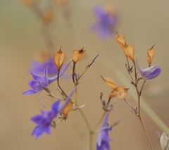 Delphinium consolida paniculatum