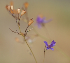 Delphinium consolida paniculatum