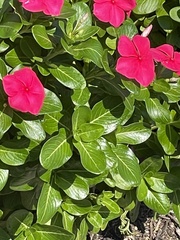 Catharanthus
