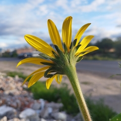 Tithonia tubaeformis