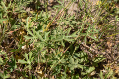 Sidalcea sparsifolia