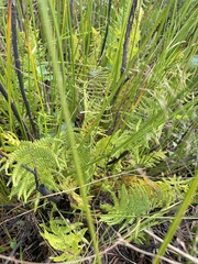 Thelypteris palustris