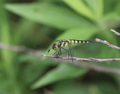 Brachydiplax chalybea