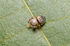 Simaethina