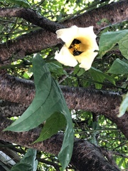 Momordica cochinchinensis