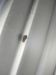 Otiorhynchus singularis