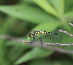 Brachydiplax chalybea