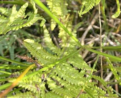 Thelypteris palustris