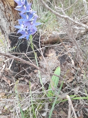 Thelymitra macrophylla