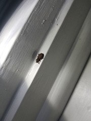 Otiorhynchus singularis