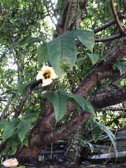 Momordica cochinchinensis