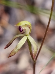 Caladenia testacea