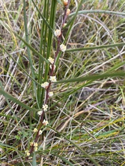 Hakea ulicina