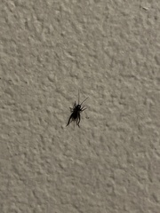 Eunemobius carolinus